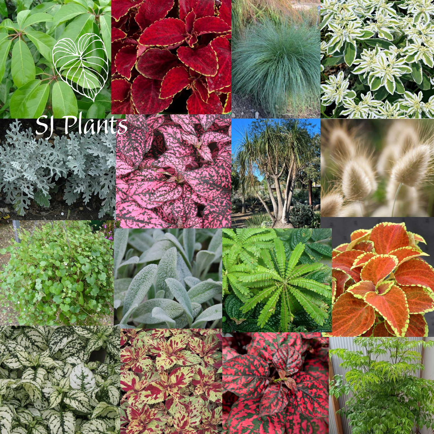 Ornamental Plant Seeds
