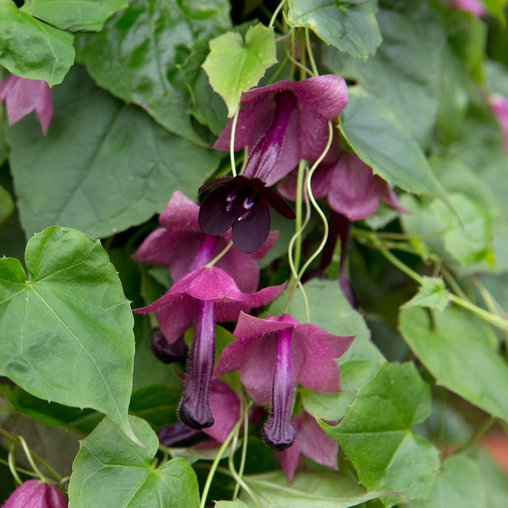 Rare, Uncommon and Unusual Seeds.