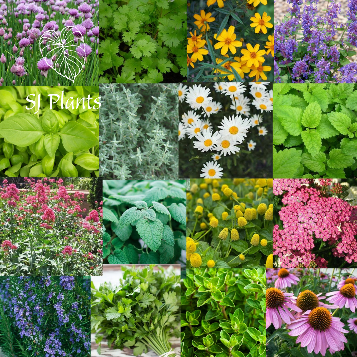 Herb Seeds