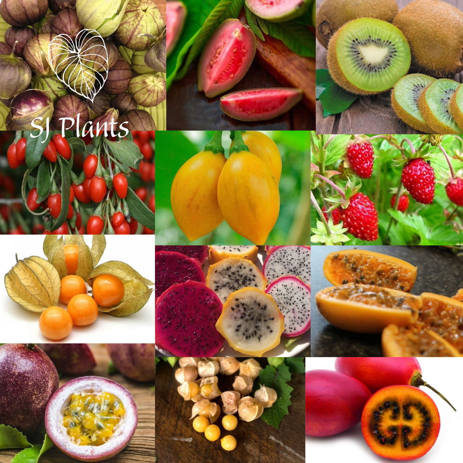 Fruit Seeds