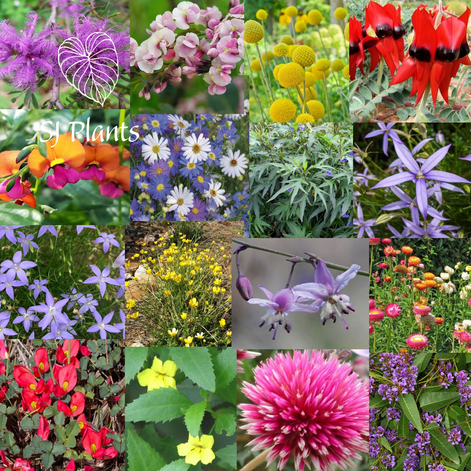 Australian Native Seeds