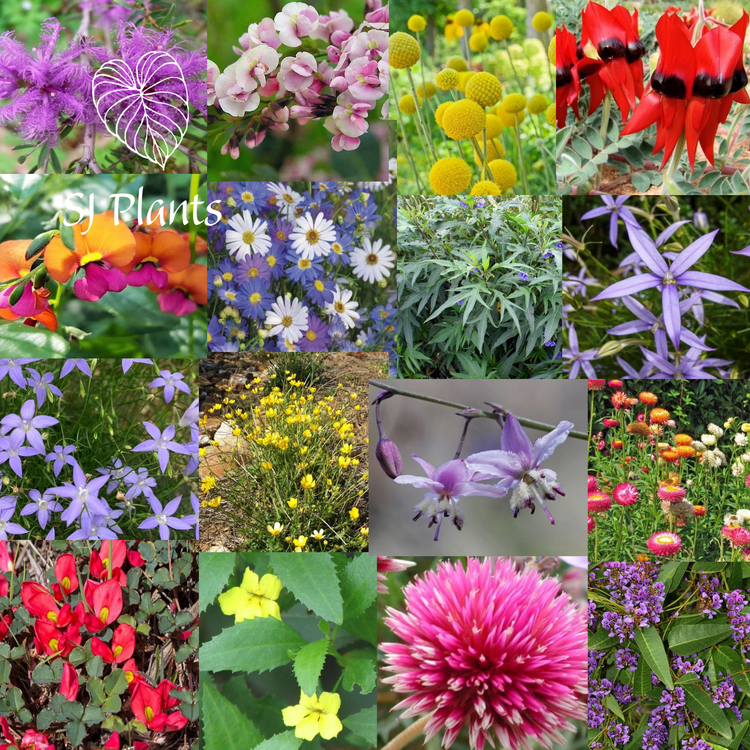 Australian Native Seeds