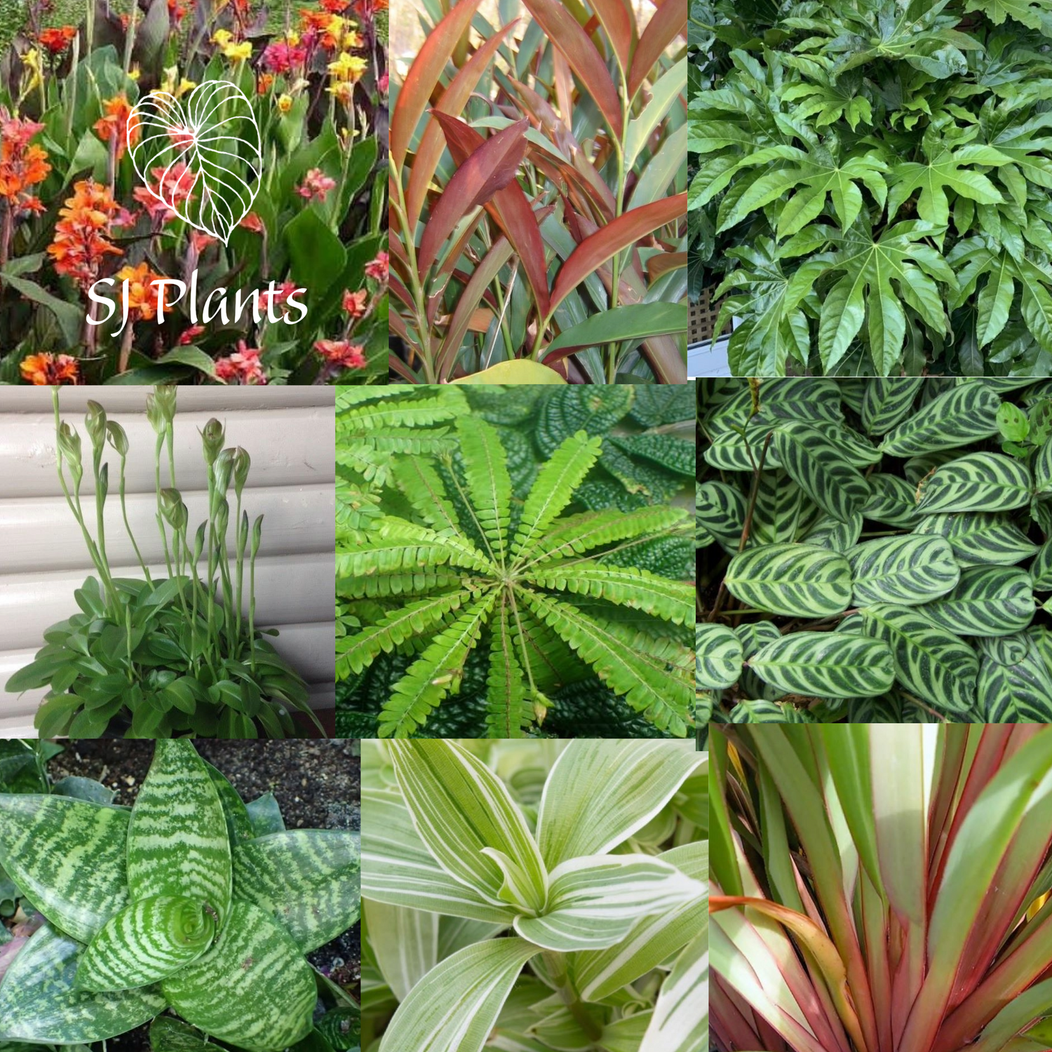 Plants