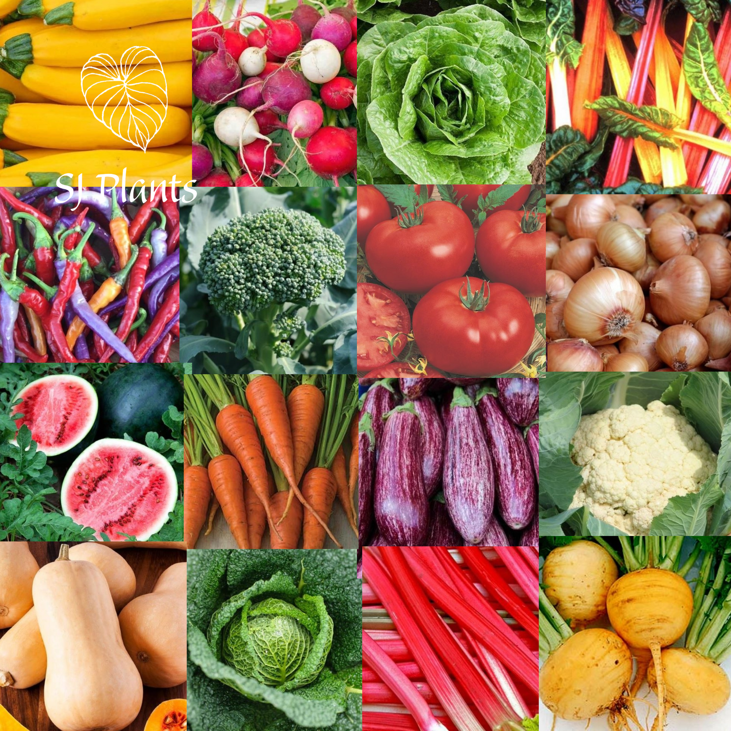Vegetable Seeds