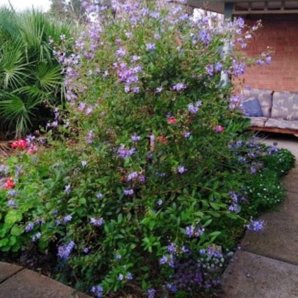 Blue Butterfly Bush