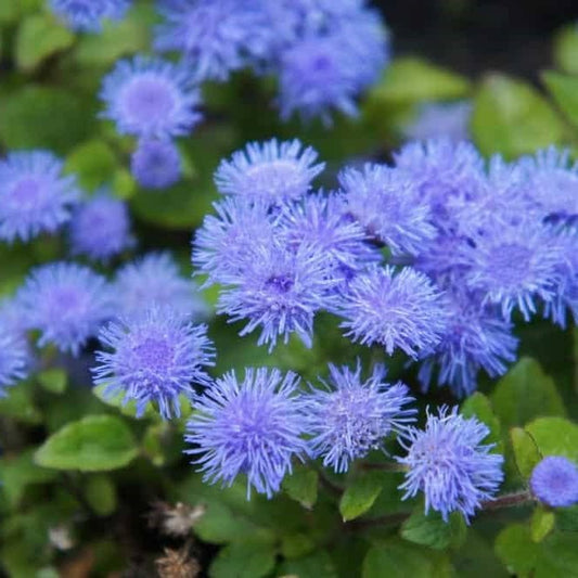 Ageratum - Blue