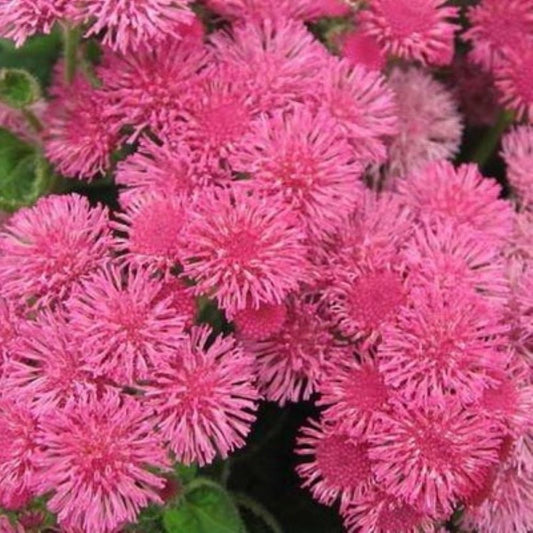 Ageratum - Pink