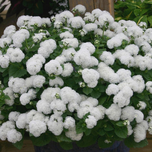 Ageratum - White