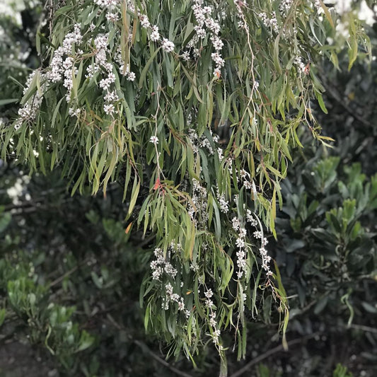 Peppermint Tree