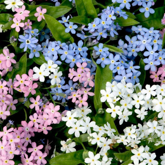 Forget Me Not - Alpine Mix