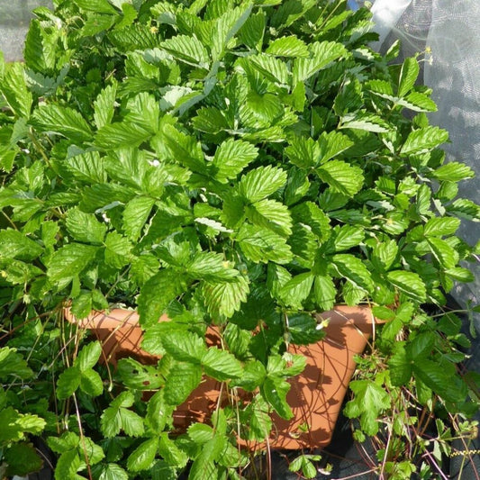Strawberry - Alpine Attila