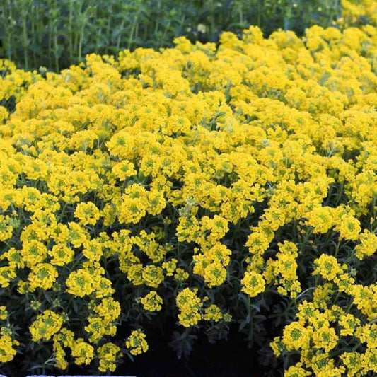 Alyssum - Mountain Gold