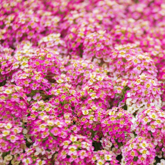 Alyssum - Rosie O'Day