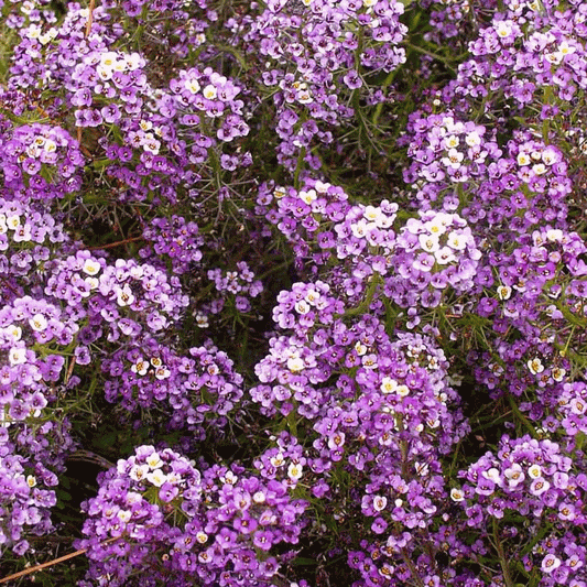 Alyssum  - Royal Carpet