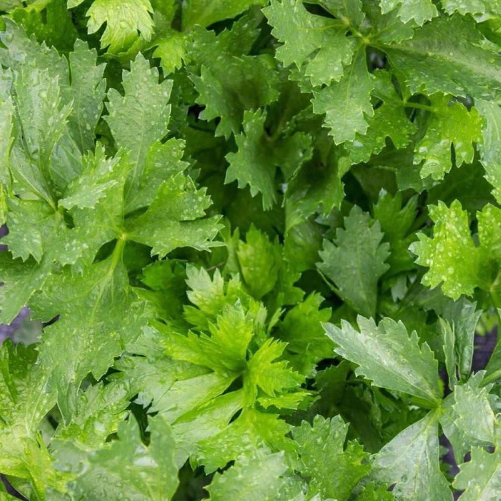 Celery - Leaf Amsterdam