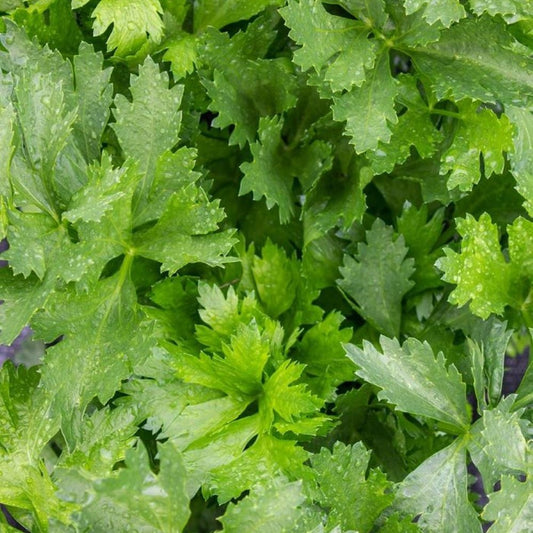 Celery - Leaf Amsterdam