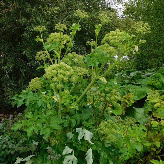 Angelica
