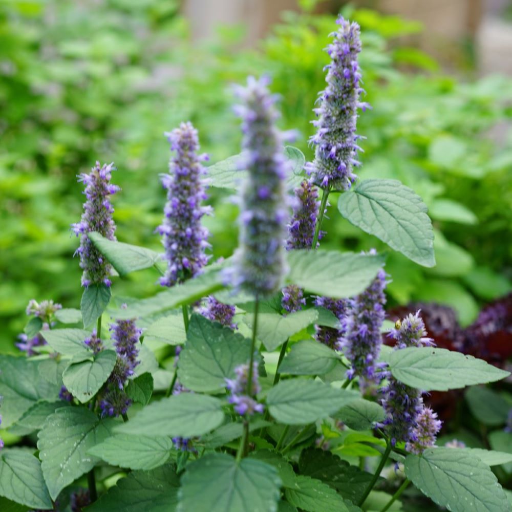 Anise Hyssop