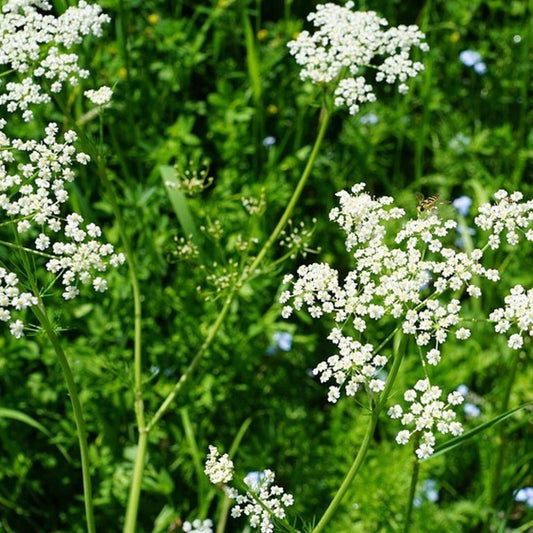 Anise