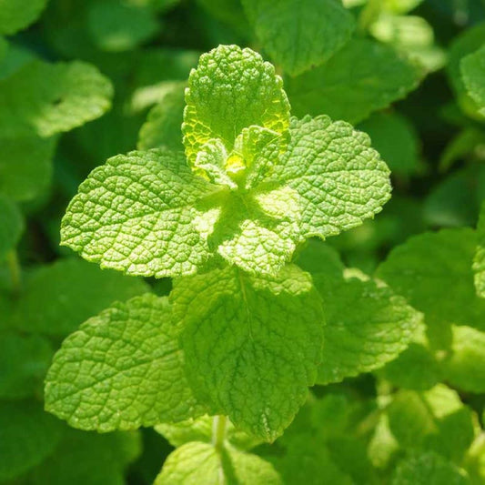 Applemint