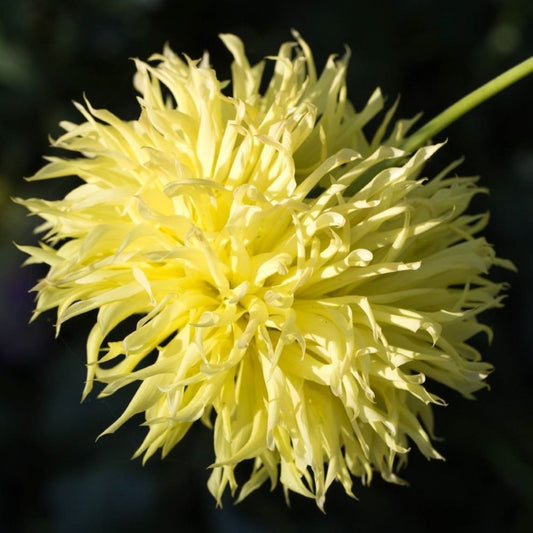 Aster - Ostrich Yellow Feather