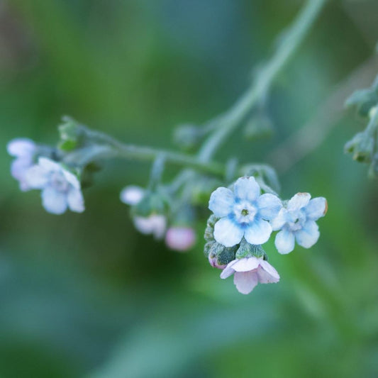 Austral Hounds Tongue - Native Forget-Me-Not