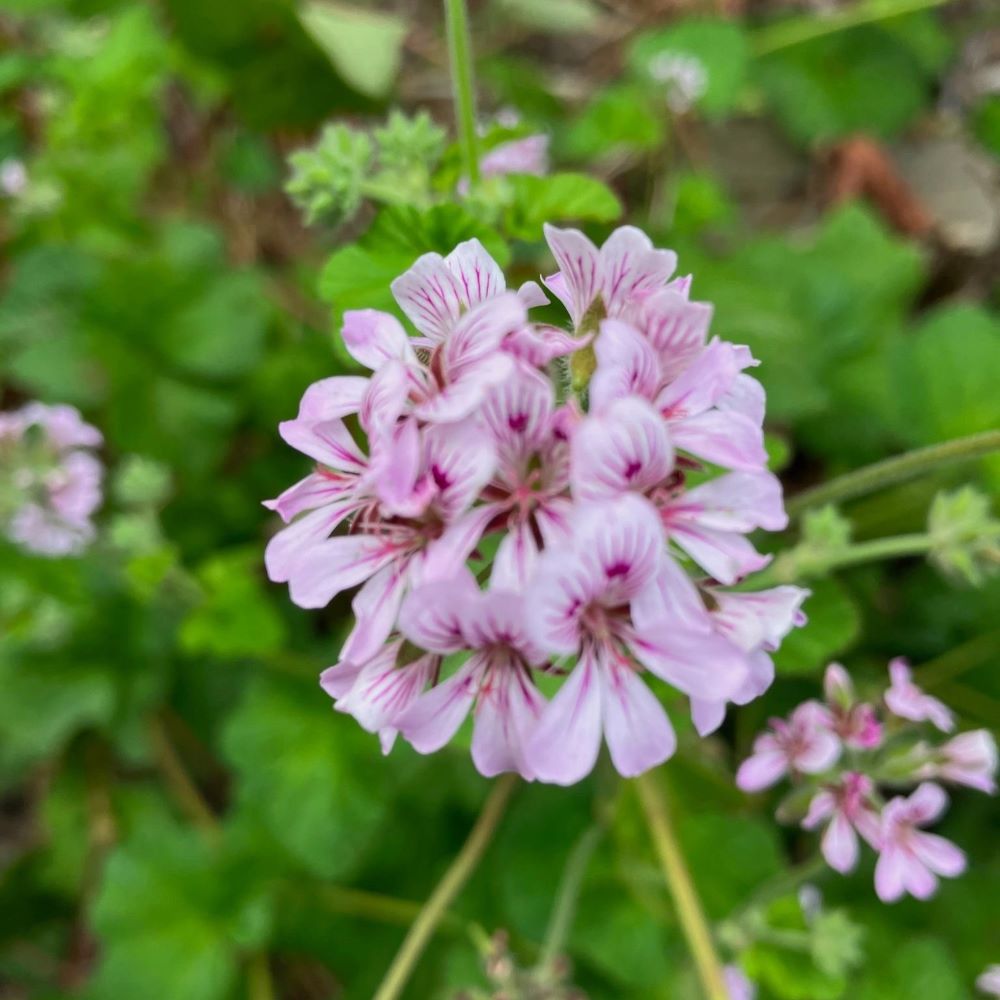 Austral Stork's Bill - Native Geranium – SJ Plants