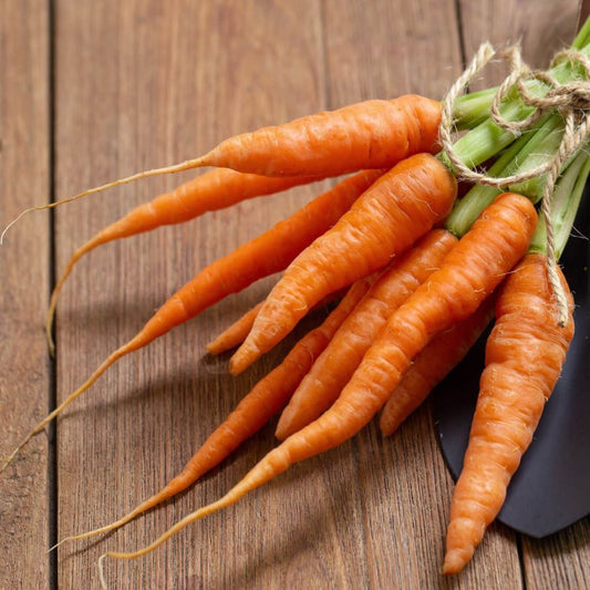 Carrot - Baby Amsterdam