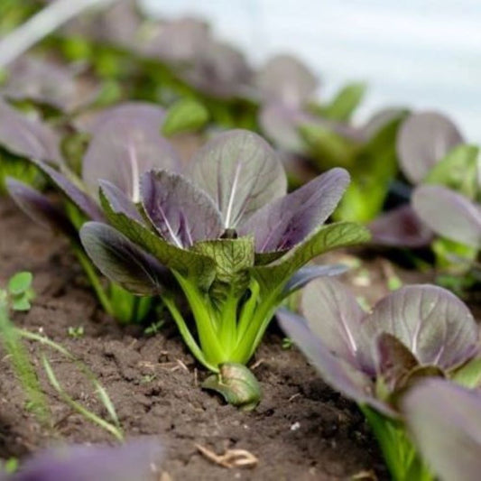 Baby Bok Choy - Purple