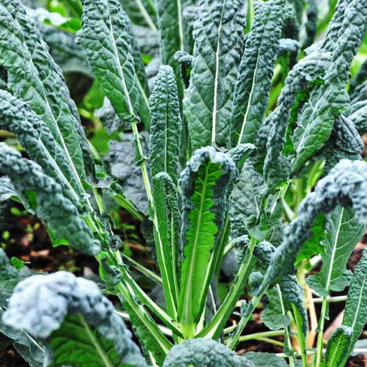 Kale - Baby Tuscan