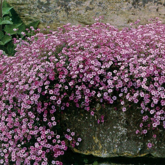 Baby's Breath - Rosea