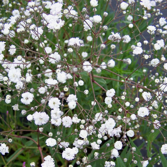Baby's Breath - Snowflake