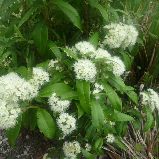 Lemon Myrtle
