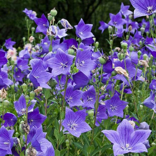 Balloon Flower - Tall Blue