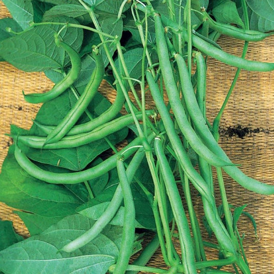 Beans - Blue Lake