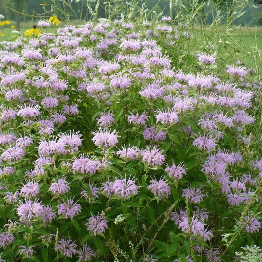 Bergamot - Bee Balm