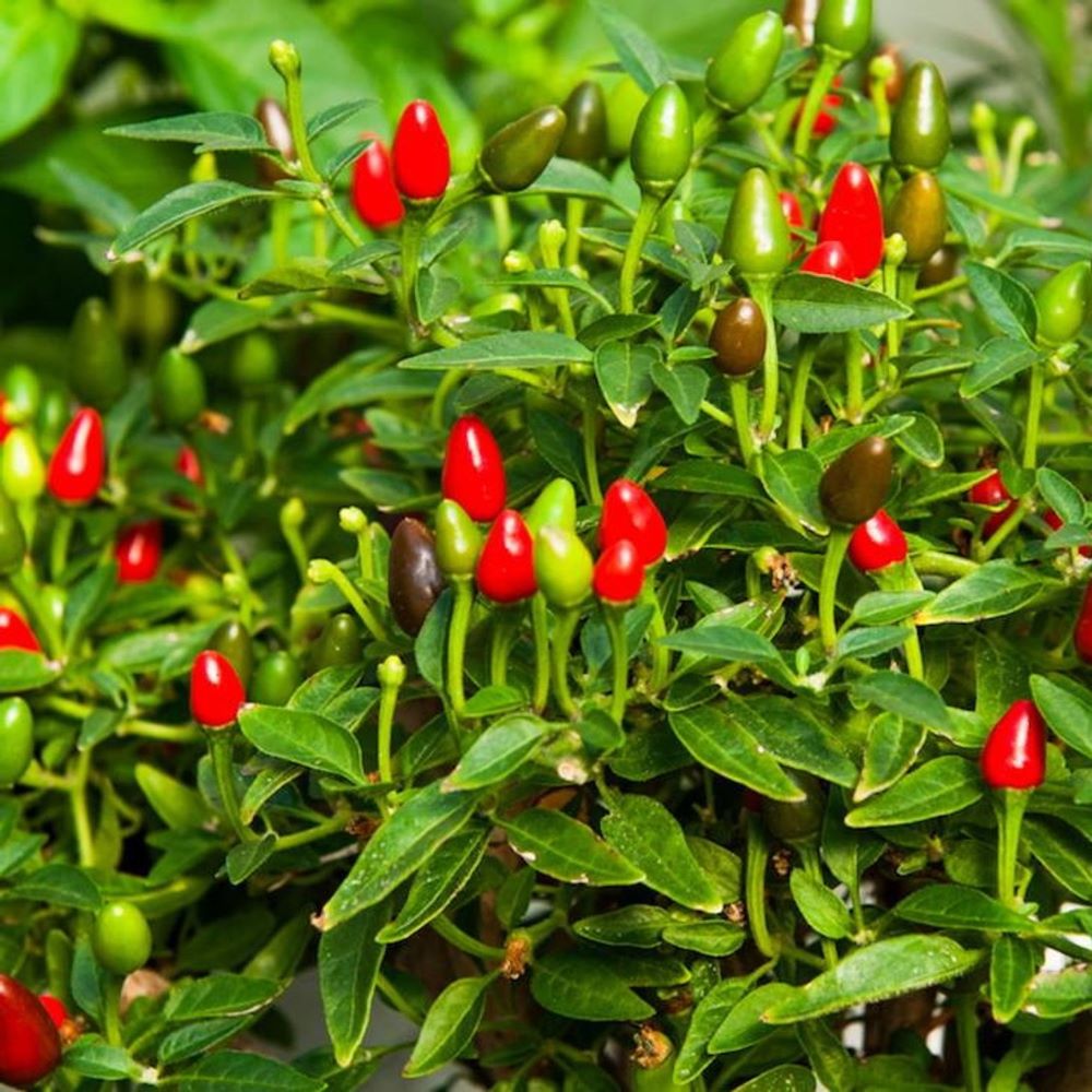Chilli-Birds Eye