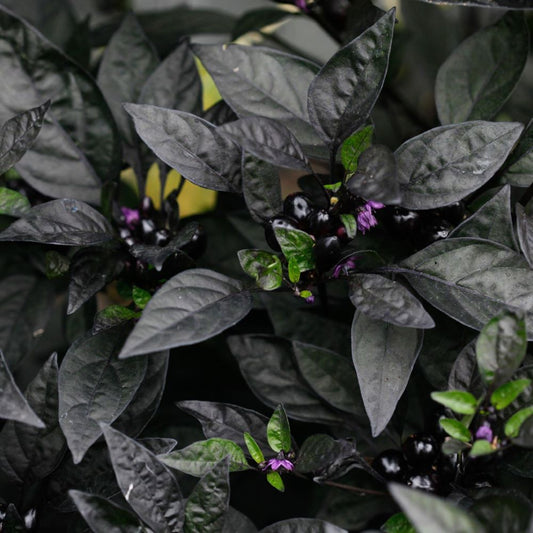 Chilli - Black Pearl