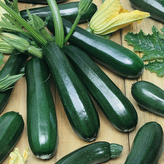 Zucchini - Blackjack