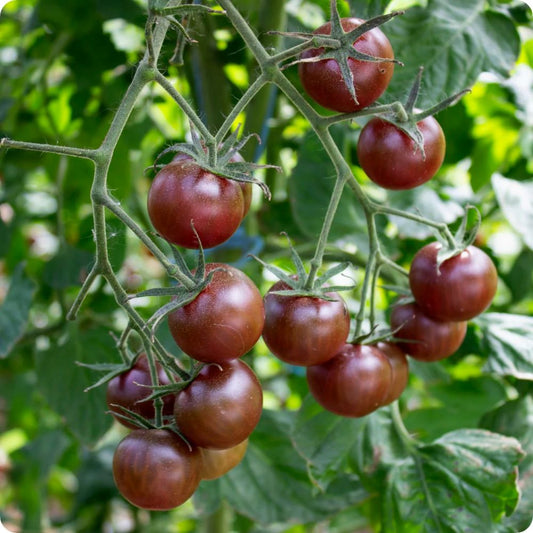 Tomato - Black Cherry