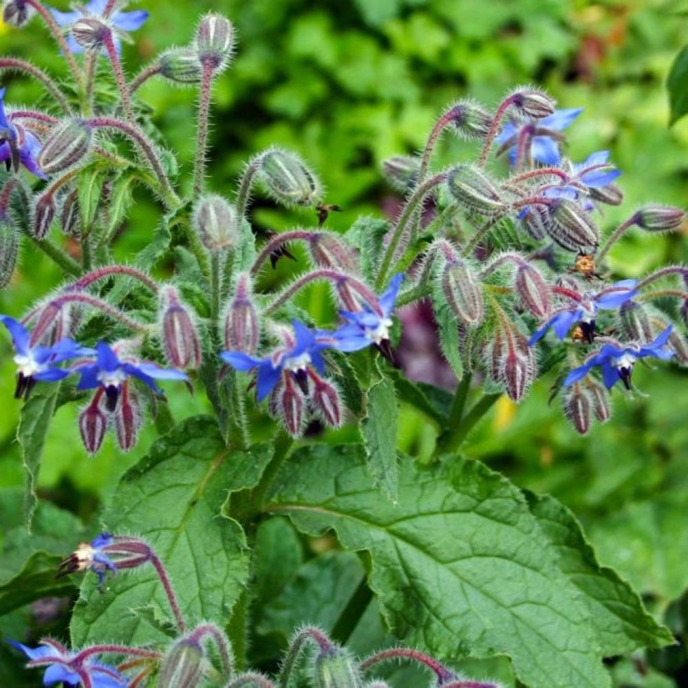 Borage