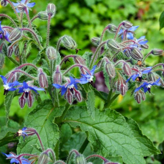 Borage