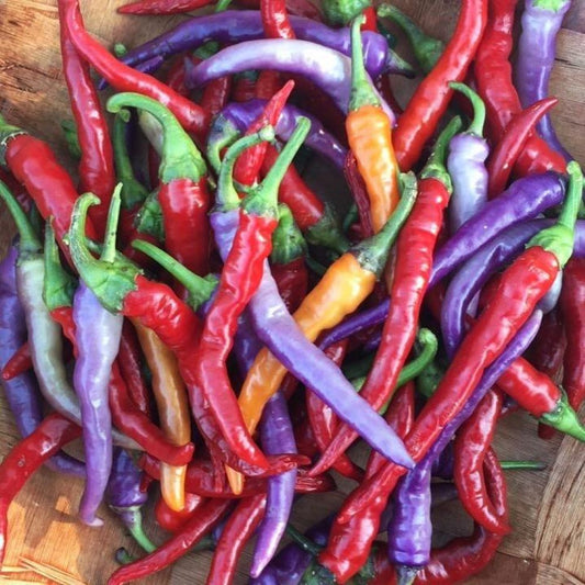 Chilli - Buena Mulata