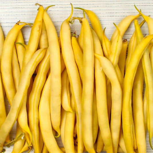 Bush Bean - Cherokee Wax