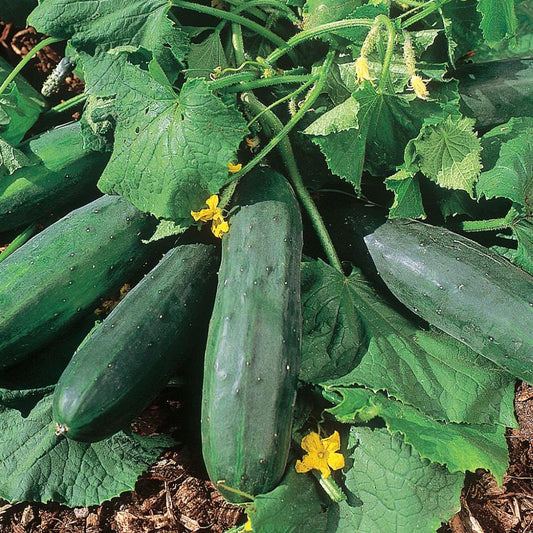 Cucumber - Bush Crop