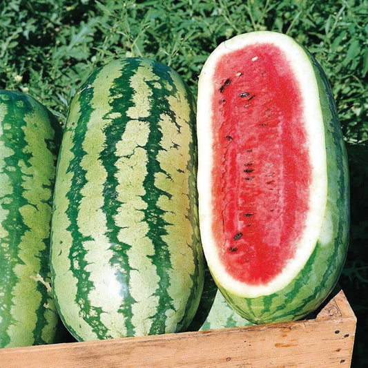 Watermelon - Bush Jubilee