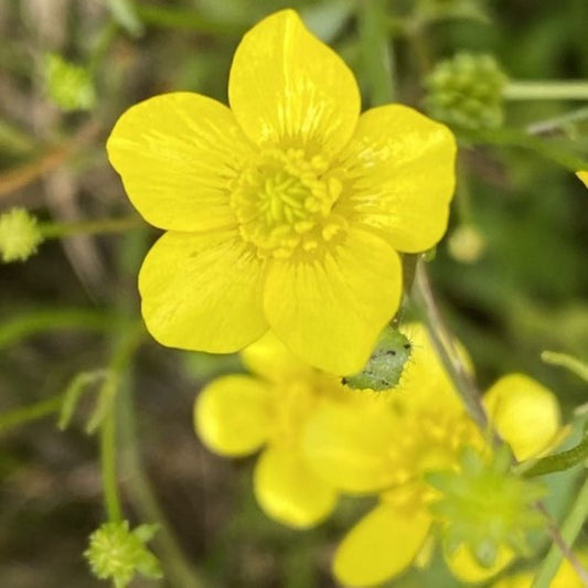 Australian Buttercup