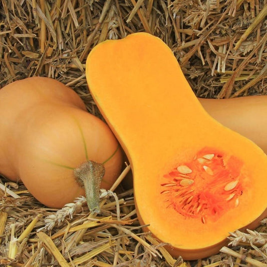 Pumpkin - Waltham Butternut