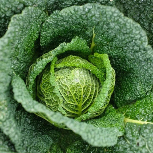 Cabbage - Savoy Green Vertus