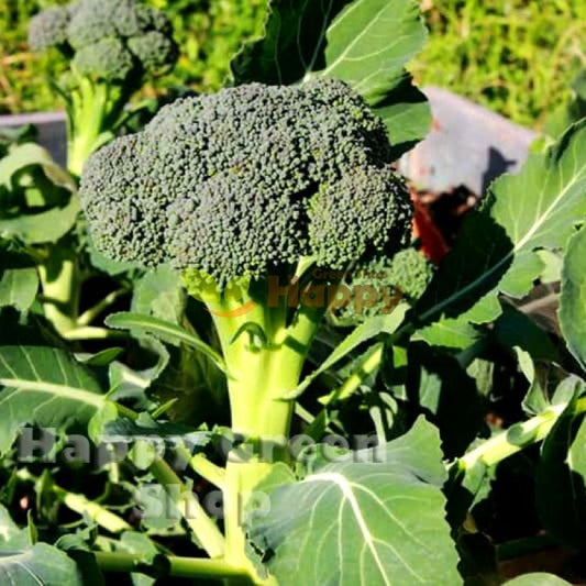Broccoli - Green Calabrese